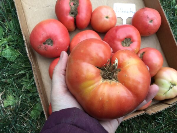 Kholkoznitsa Tomato Seeds