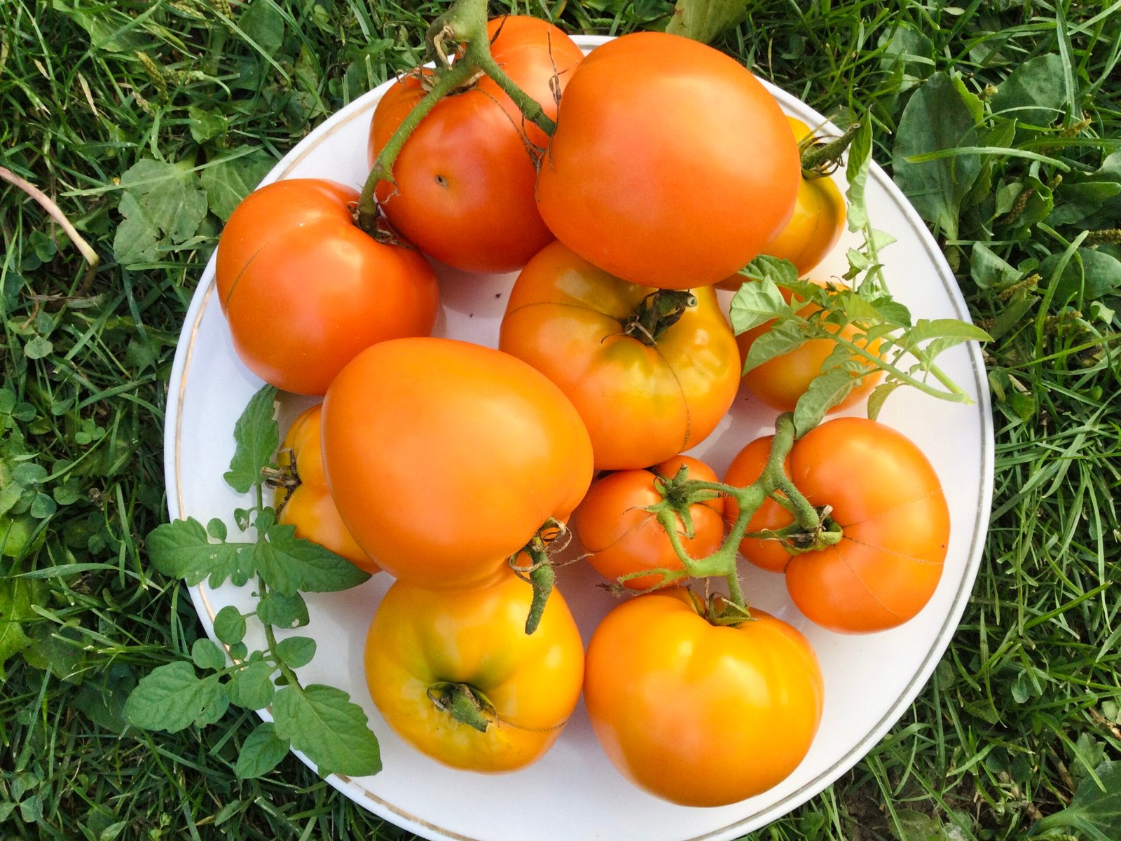 Marmeladnye Oranzhevyi Tomato Seeds - Image 2