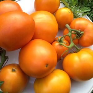 Marmeladnye Oranzhevyi Tomato Seeds