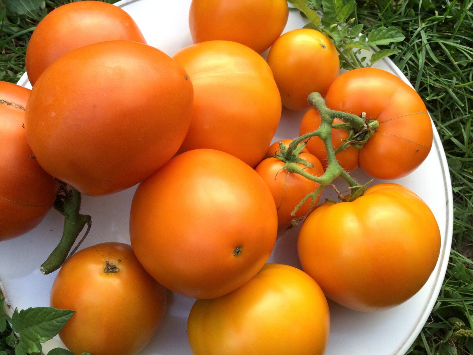Marmeladnye Oranzhevyi Tomato Seeds