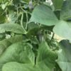 Julifreude Pole Bean Heirloom Seeds. Grown in Sudbury, Ontario, Canada. Organically Grown. Heritage Hobby Seed Ark.