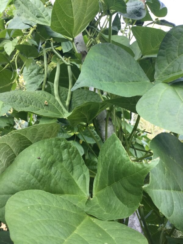 Julifreude Pole Bean Heirloom Seeds. Grown in Sudbury, Ontario, Canada. Organically Grown. Heritage Hobby Seed Ark.