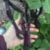 Brunhilde Pole Bean Seeds