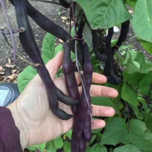 Brunhilde Pole Bean Seeds