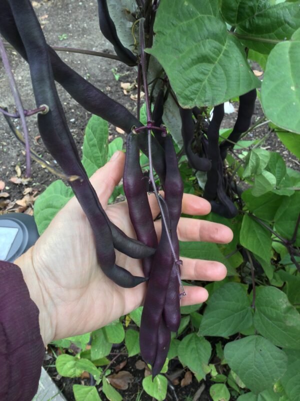 Brunhilde Pole Bean Seeds