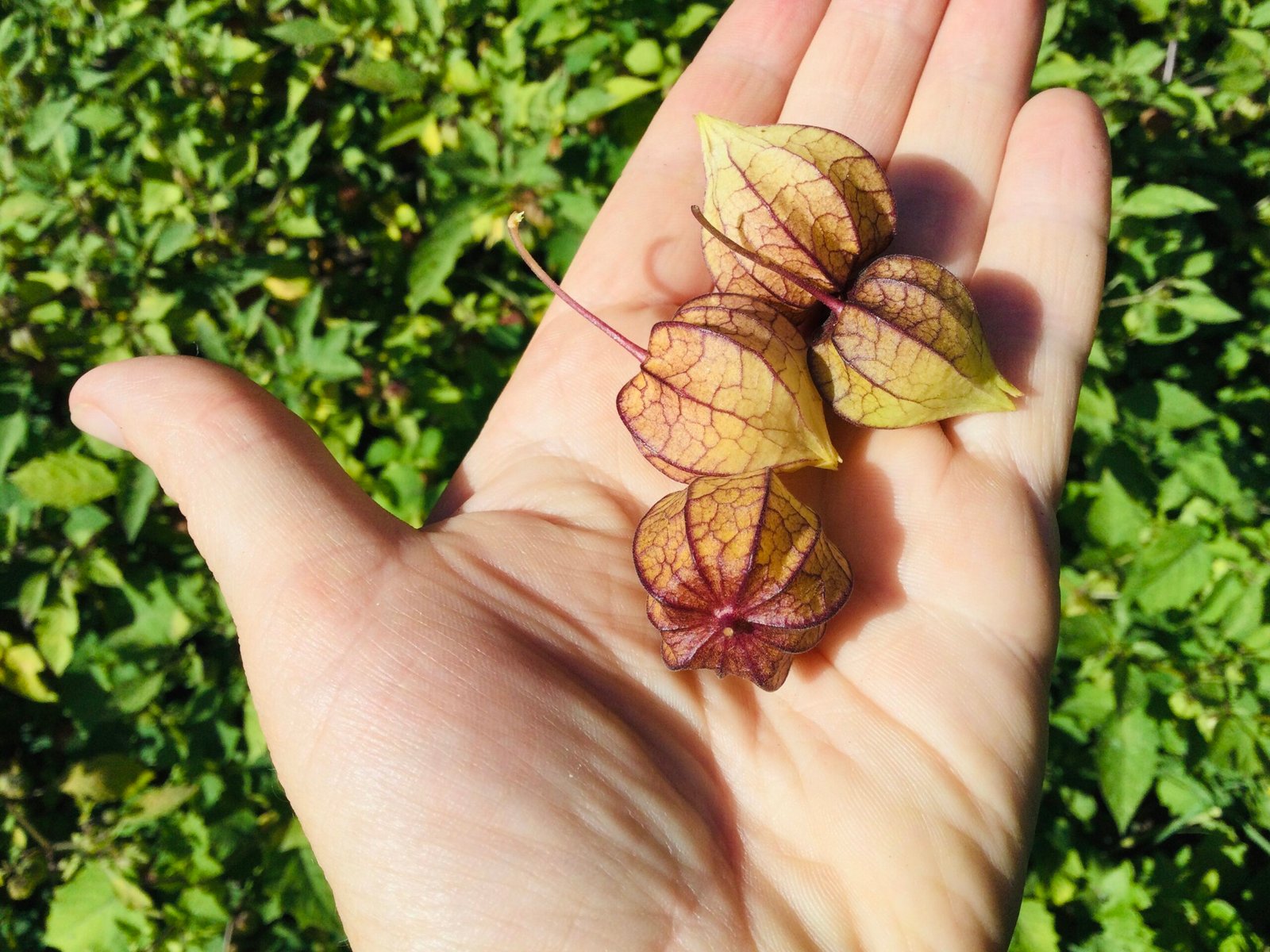 Physalis Minima Ground Cherry - Image 4