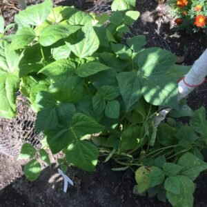 Green Albufeira Bush Bean Seeds