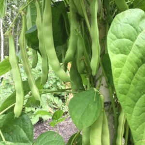 Grasa de Transilvania Pole Bean Seeds