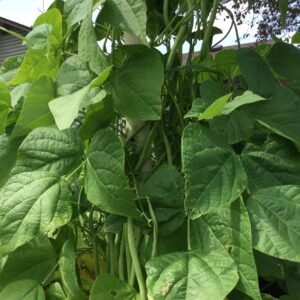 Fasold Pole Bean Heirloom Seeds. Grown in Sudbury, Ontario, Canada. Organically Grown. Heritage Hobby Seed Ark.