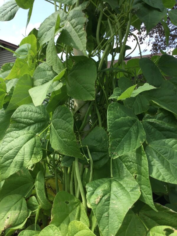 Fasold Pole Bean Heirloom Seeds. Grown in Sudbury, Ontario, Canada. Organically Grown. Heritage Hobby Seed Ark.