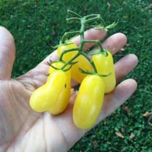 Yellow Submarine Tomato Seeds