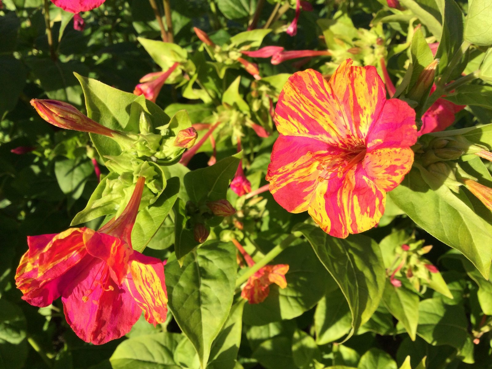 Marvel of Peru Flower Seeds - Image 2