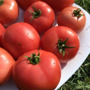 Tomato Seeds - Pink Varieties Large & Medium