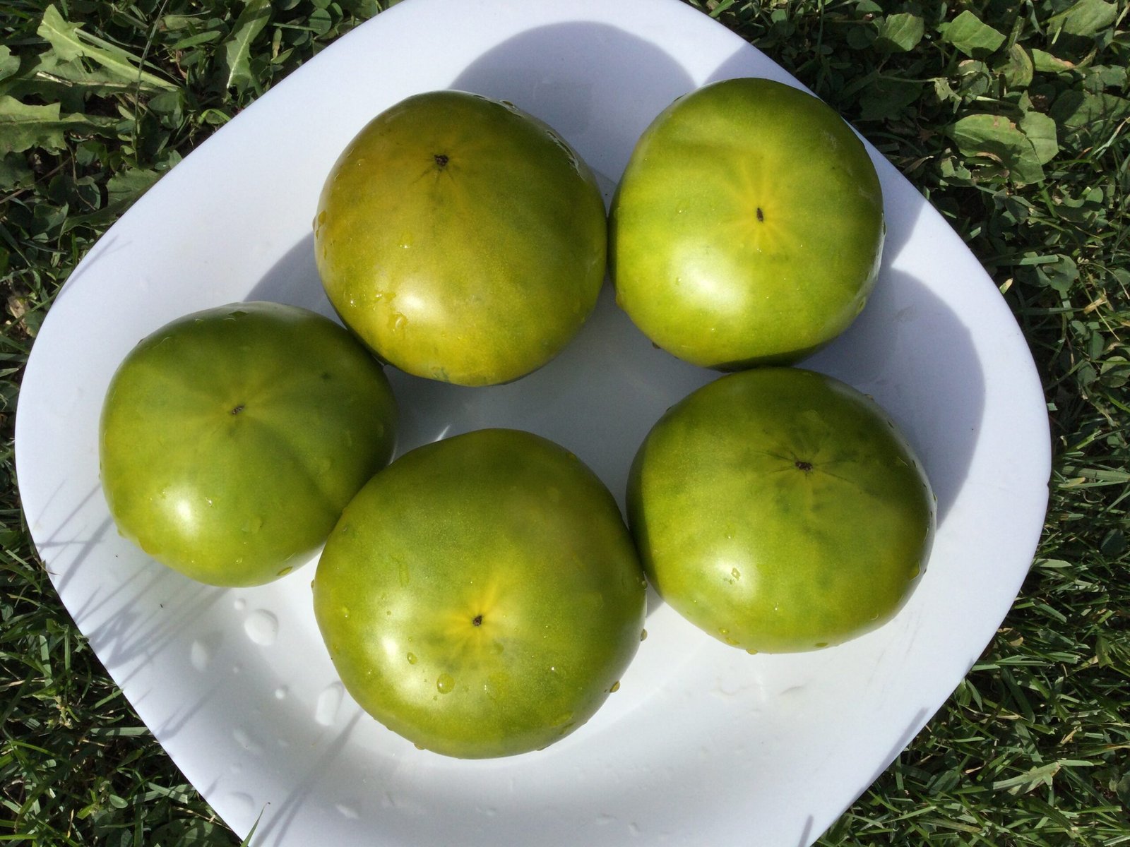 Irish Liquor Tomato Seeds