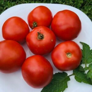 Heronland Early Tomato Seeds