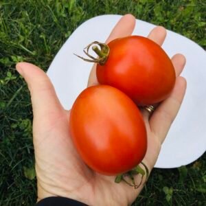 Graham’s Good Keeper Tomato Seeds