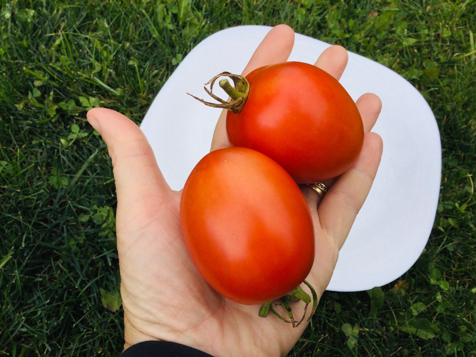 Graham’s Good Keeper Tomato Seeds