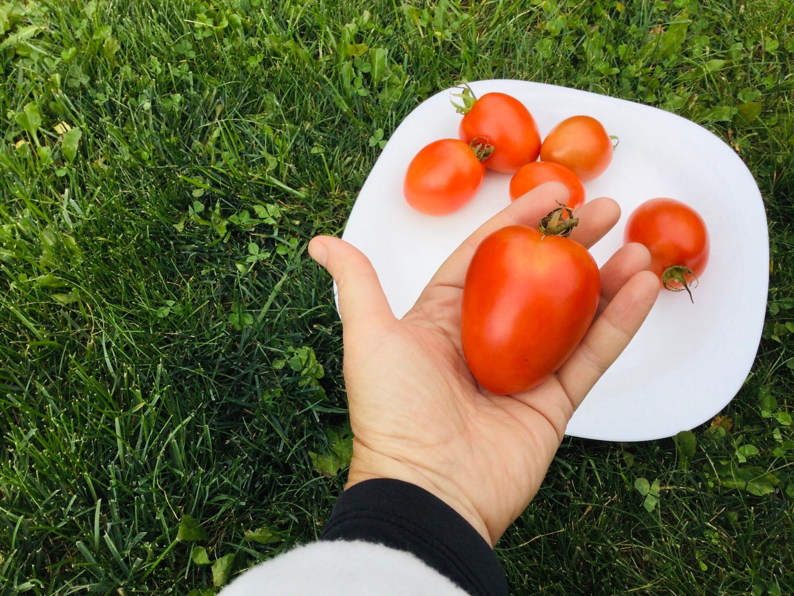 Graham’s Good Keeper Tomato Seeds - Image 2