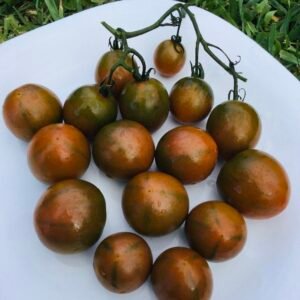 Evil Olive Tomato Seeds