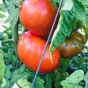 Dwarf Hannah's Prize Tomato Seeds