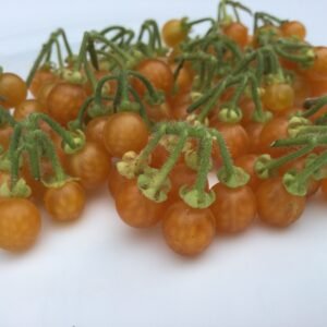 Golden Pearls Berry Heirloom Seeds Grown in Sudbury, Ontario, Canada. Grown Organically. Heritage Hobby Seed Ark.