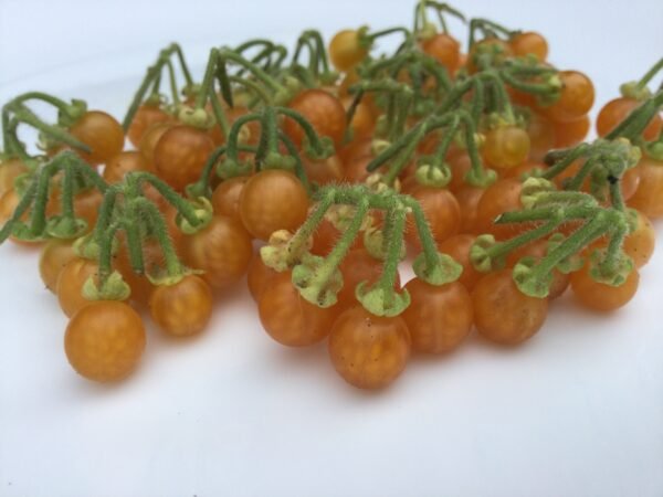 Golden Pearls Berry Heirloom Seeds Grown in Sudbury, Ontario, Canada. Grown Organically. Heritage Hobby Seed Ark.