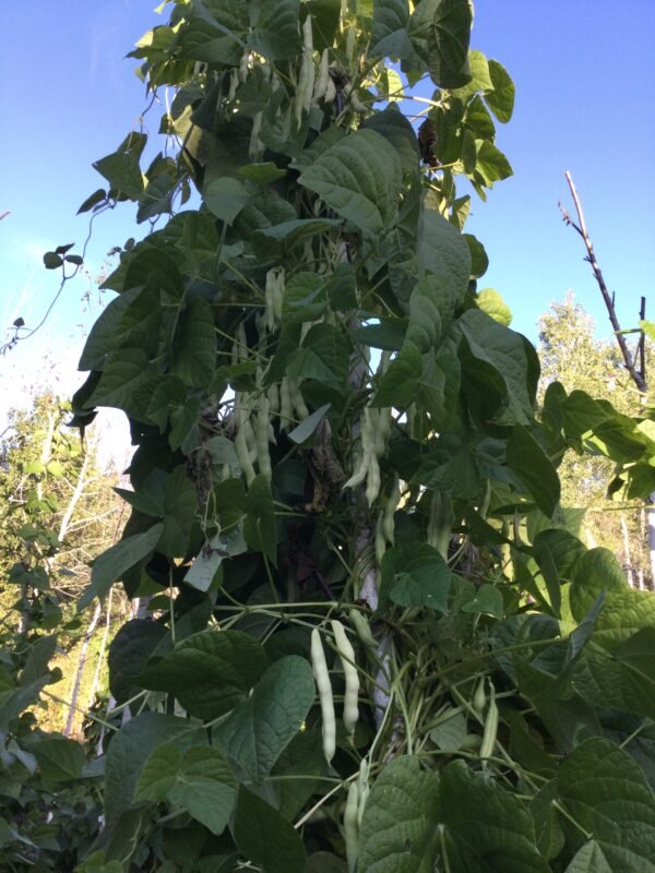 Fat Man Pole Bean Seeds