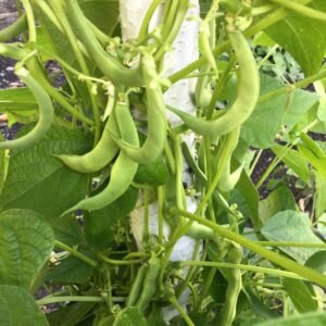 Aloisia Schwarz Pole Bean Seeds