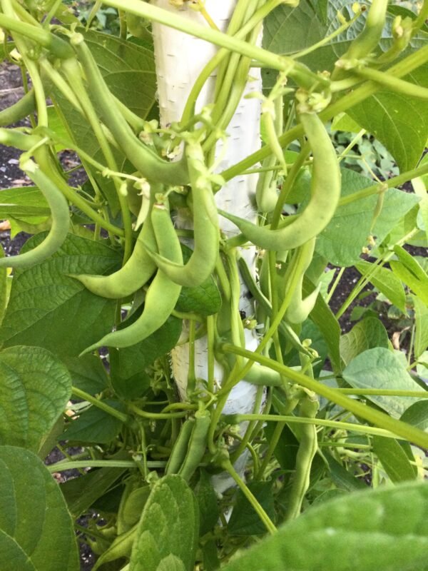 Aloisia Schwarz Pole Bean Seeds