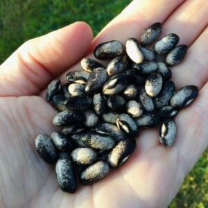 Robert Hazelwood Bush Bean Seeds