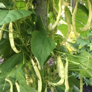 Mauchlebohne Pole Bean Seeds