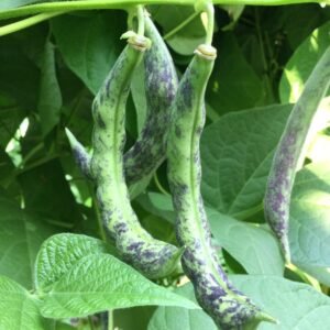 Echte Kipfler Pole Bean Heirloom Seeds. Grown in Sudbury, Ontario, Canada. Organically Grown. Heritage Hobby Seed Ark.