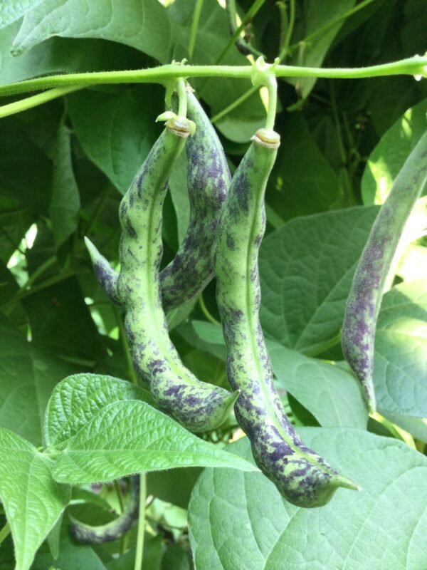 Echte Kipfler Pole Bean Heirloom Seeds. Grown in Sudbury, Ontario, Canada. Organically Grown. Heritage Hobby Seed Ark.