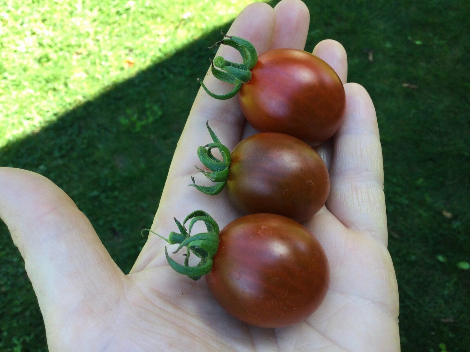 Mini Kumato Tomato Seeds - Image 4