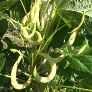 Yellow Crescent Pole Bean Seeds