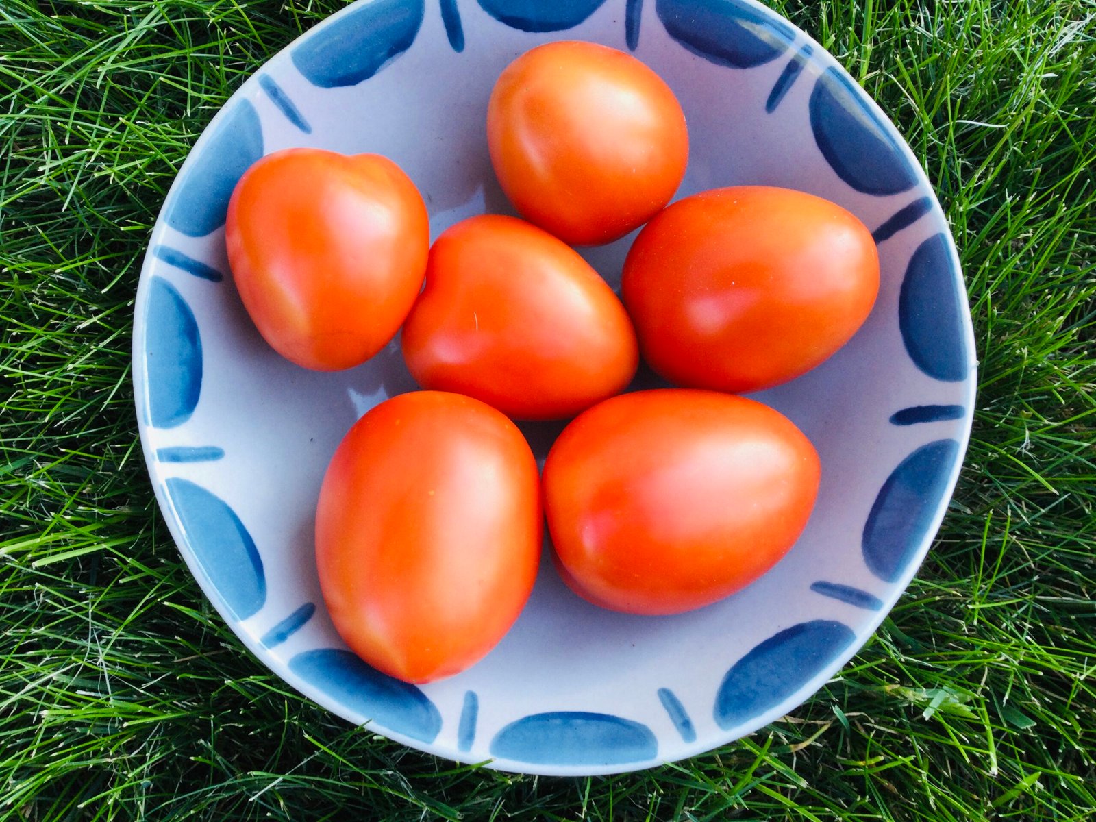 Graham’s Good Keeper Tomato Seeds - Image 3