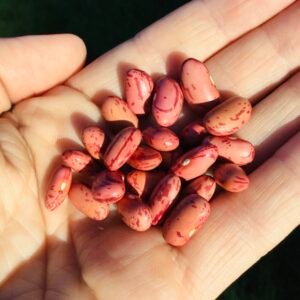 Saskatchewan Bush Bean Seeds