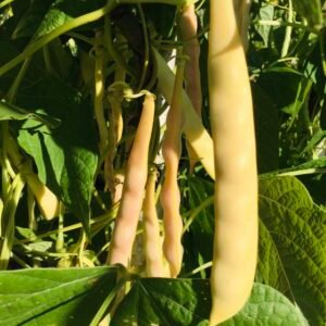 Loipersdorfer Butterbohne Pole Bean Seeds