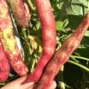 Gotscheeer Strankalan Pole Bean Seeds