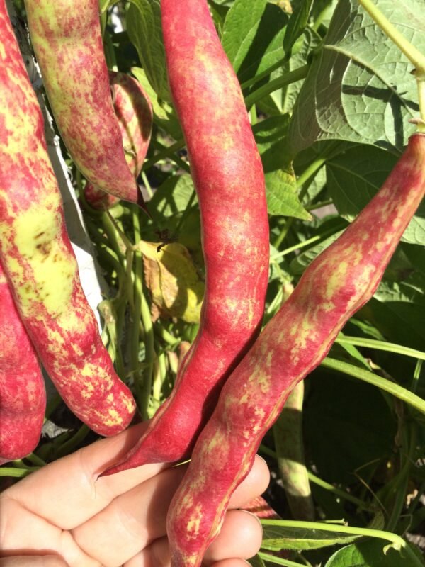 Gotscheeer Strankalan Pole Bean Seeds