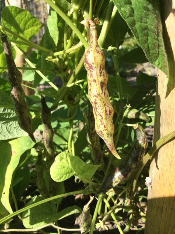 Buxton Buckshot Semi-Runner Bean Seeds