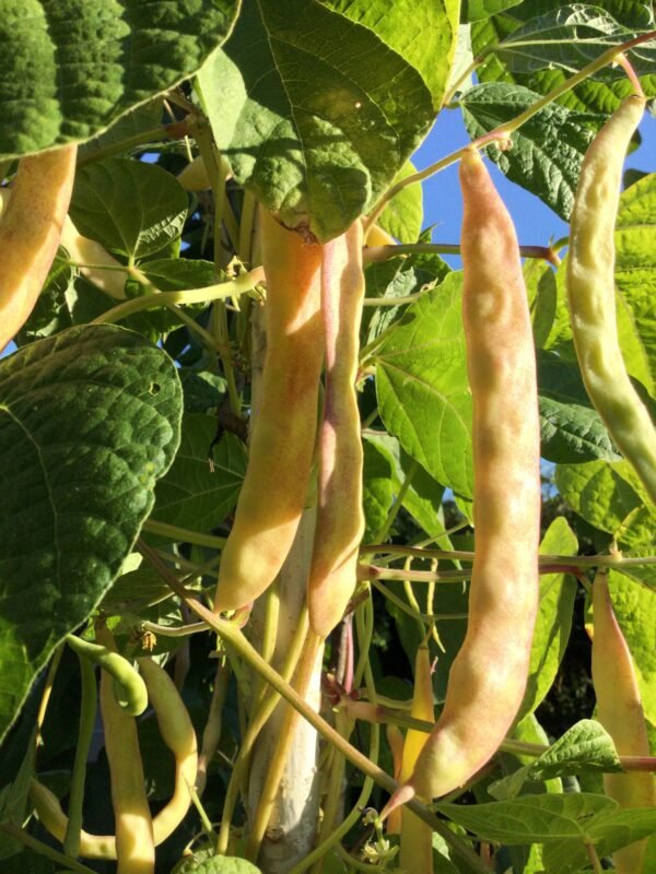Atlas Pole Bean Seeds - Heritage Hobby Seed Ark