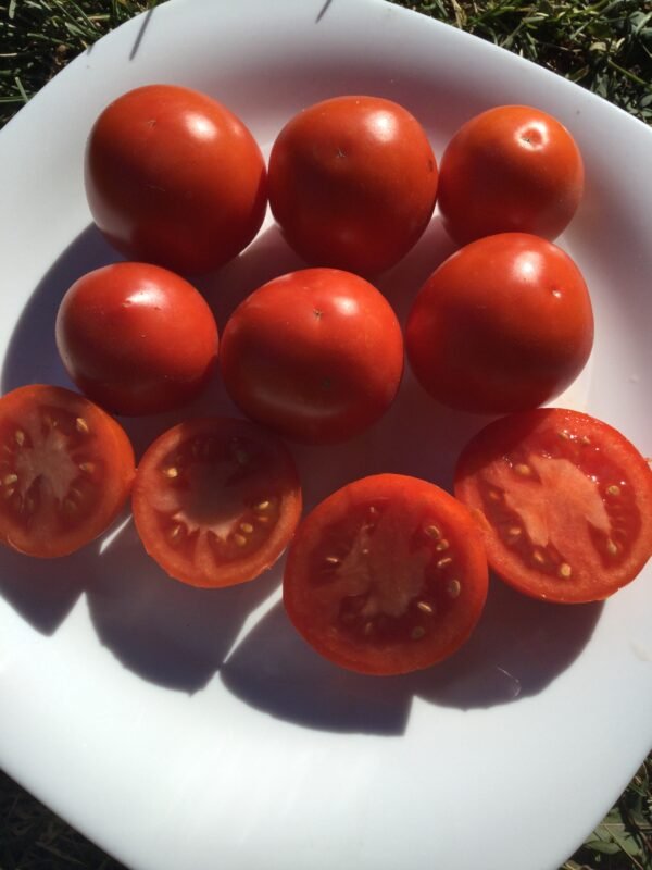 Alaskan Fancy Tomato Seeds