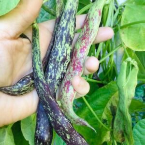 Feijão Bragançano Pole Bean Seeds