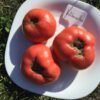 Kholkoznitsa Tomato Seeds