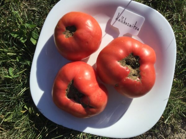 Kholkoznitsa Tomato Seeds