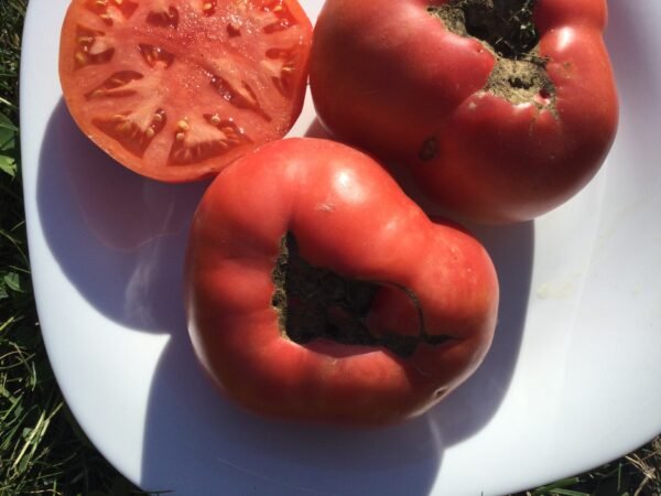 Kholkoznitsa Tomato Seeds