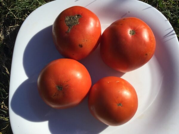 Yaryk Tomato Seeds