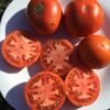 Yaryk Tomato Seeds