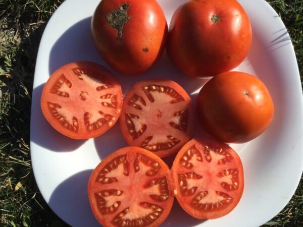 Yaryk Tomato Seeds